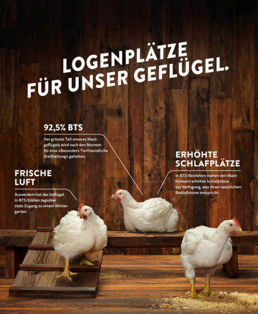 Drei Hühner vor Holzhintergrund mit Aufschriften, die die Haltung bewerben