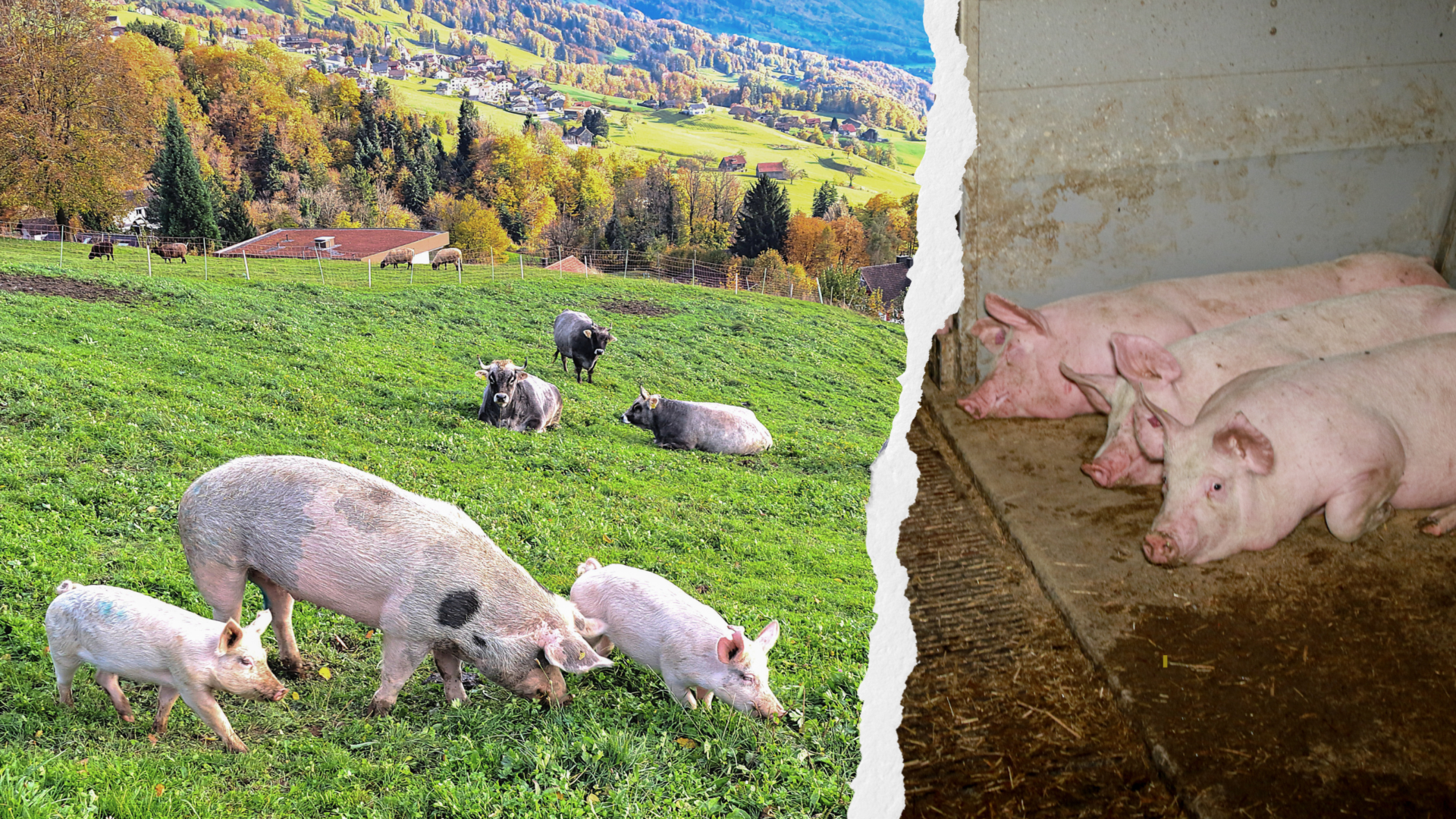 Ein Bild von Schweinen auf einer Wiese, daneben mit Risseffekt ein trauriges Bild von Schweinen in der Tierwirtschaft